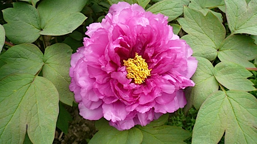 20070331_141545-LUMIX.jpg